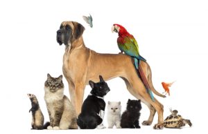 How to Include Your Pets in Your Estate Plan 