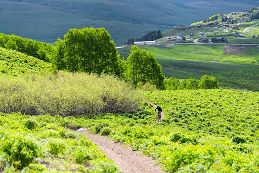 wheat ridge estate planning attorney 